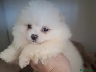 Pomerania perros POMERANIA - Anuncio 4