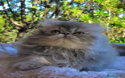 Persa gatos en venta: GATITA PERSA HEMBRA - Anuncio 4