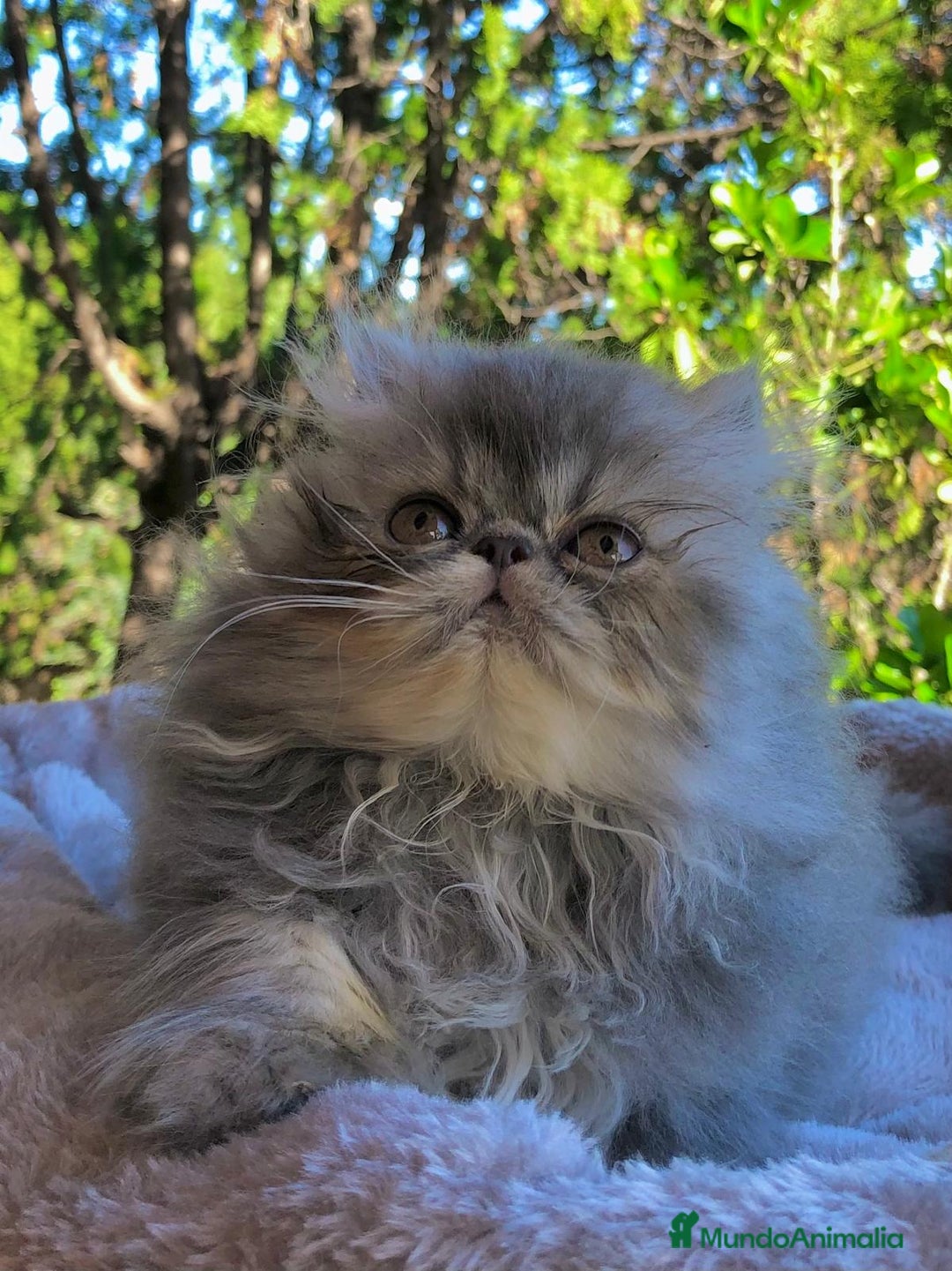 Persa gatos en venta: GATITA PERSA HEMBRA - Anuncio 4