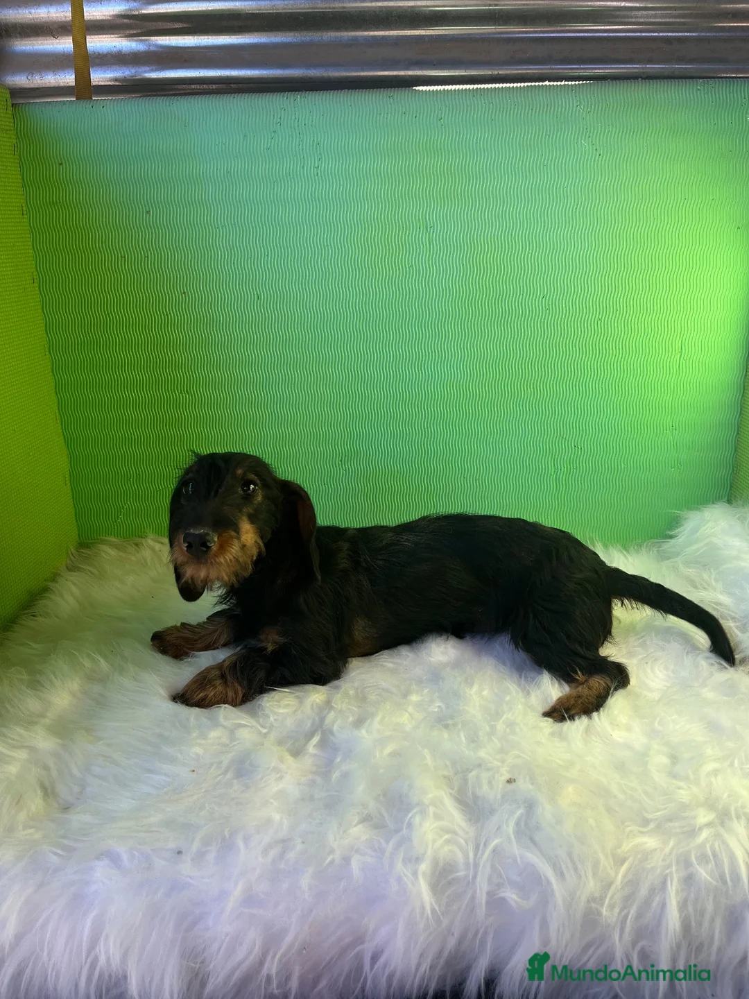 Teckel perros en venta: Teckel pelo duro - Anuncio 1