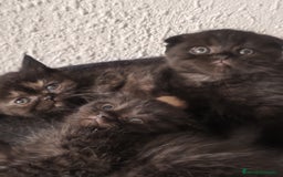Británico de Pelo Corto gatos en venta: British y scottish fold chocolate  - Imagen 3