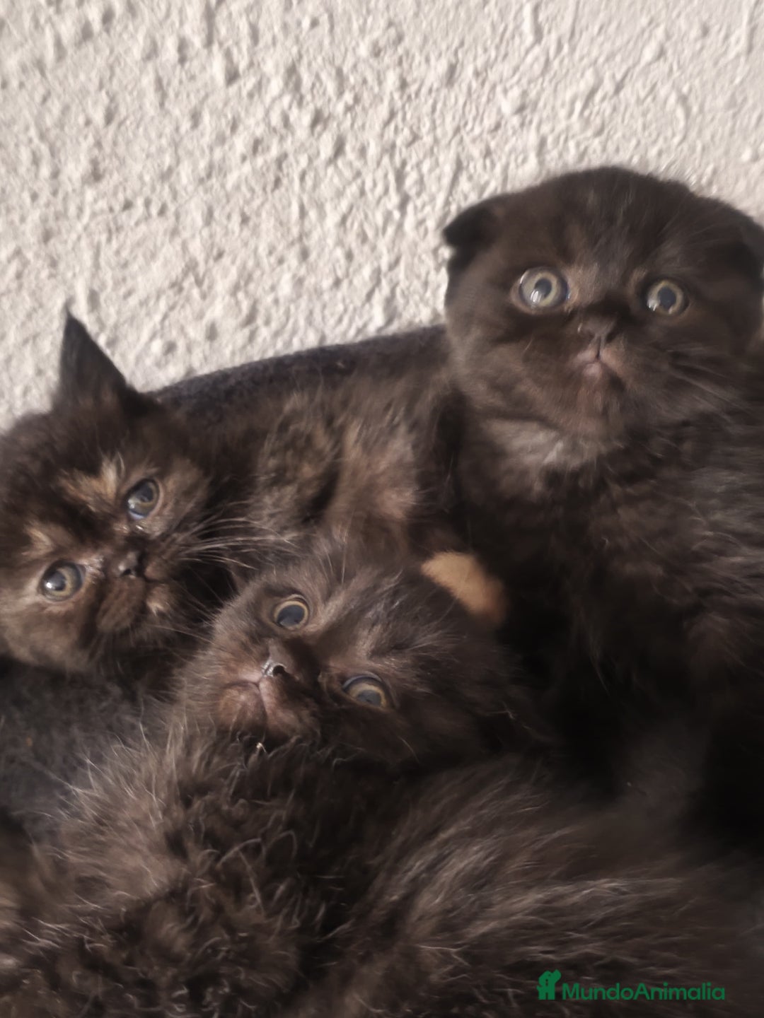 Británico de Pelo Corto gatos en venta: British y scottish fold chocolate  - Imagen 3