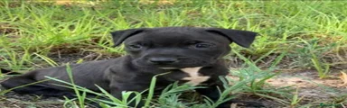 American Pit Bull Terrier 1