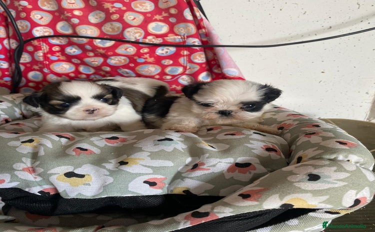 Shih Tzu perros - Anuncio 3