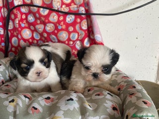 Shih Tzu perros - Anuncio 3