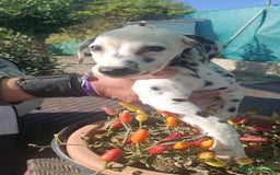Dálmata perros en venta: Dalmata  - Anuncio 5