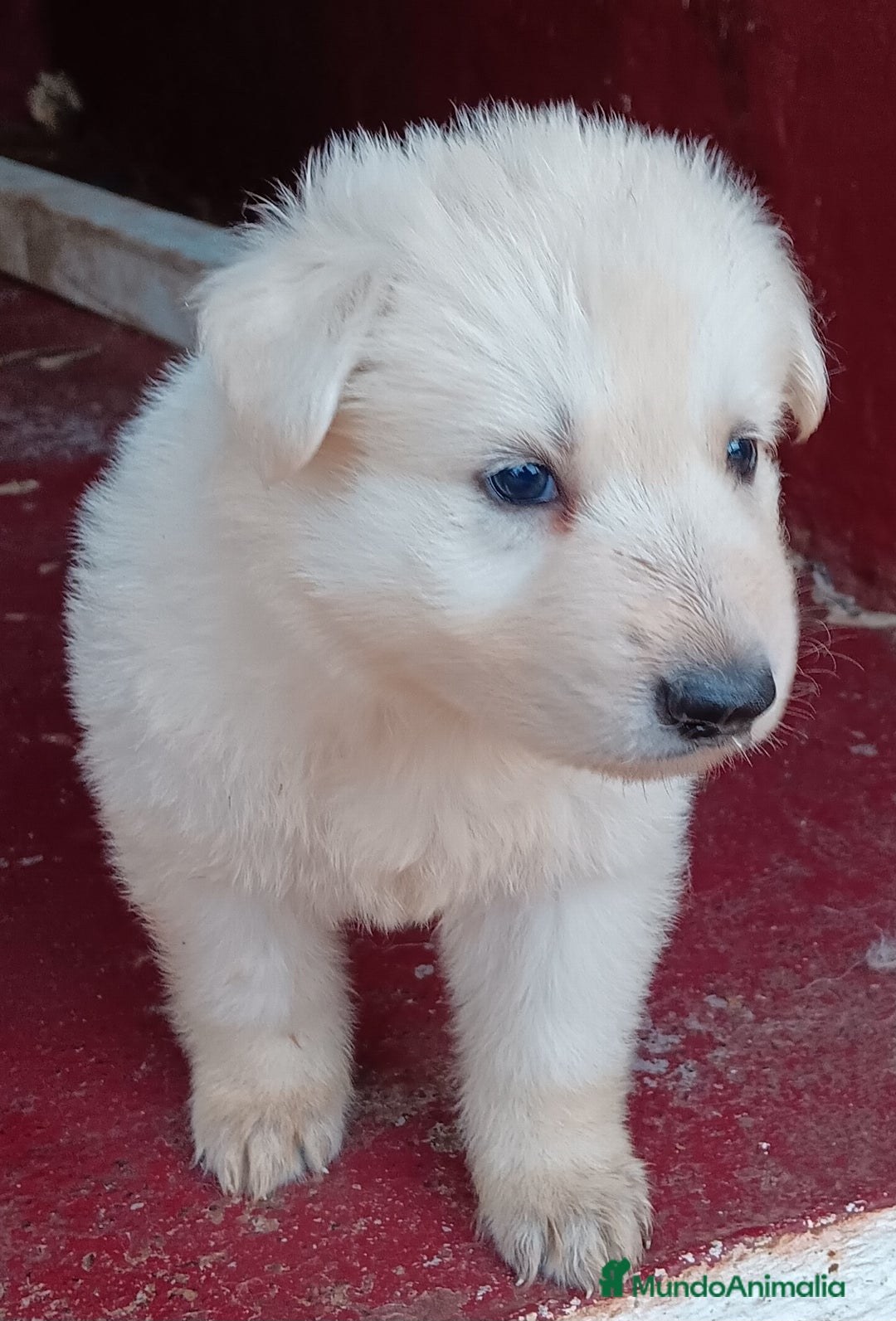 Pastor Blanco Suizo perros en venta: Pastor Blanco Suizo  - Imagen 5