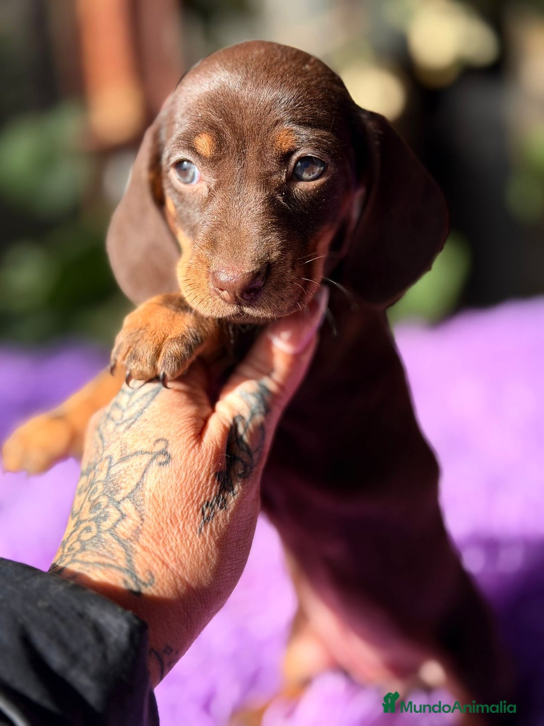 Teckel Miniatura perros en venta: TECKEL CHOCOLATE HEMBRA  - Anuncio 4