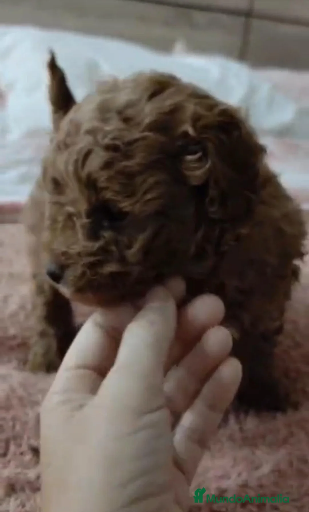 Caniche Toy perros en venta: Caniche toy  - Anuncio 5