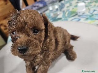 Caniche Toy perros Cachorrita de Caniche toy roja - Anuncio 1