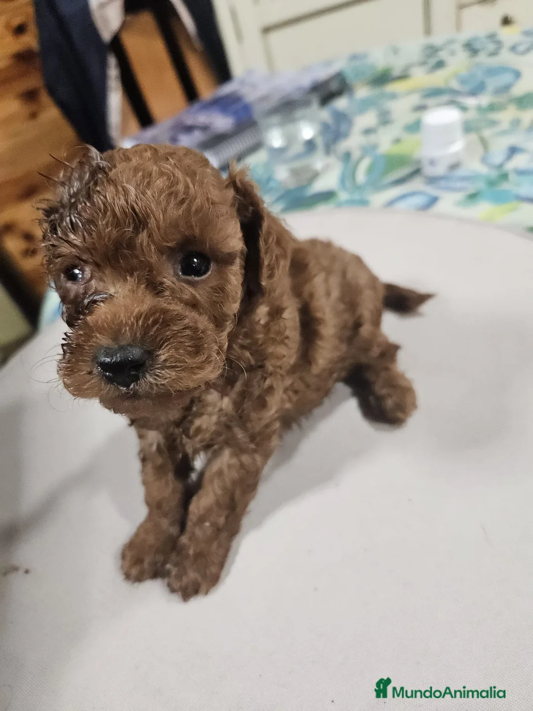 Caniche Toy perros en venta: Cachorrita de Caniche toy roja - Anuncio 1