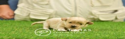 Maltipoo perros en venta: Cachorros de maltipoo disponibles. - Anuncio 5