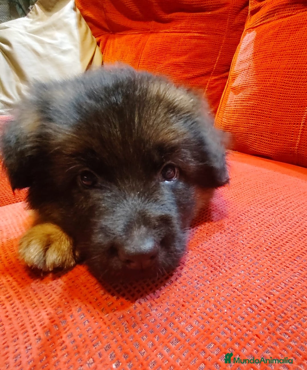 Pastor Alemán perros en venta: Último Pastor Alemán Macho - Anuncio 8