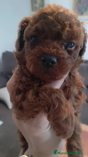 Imagen de galería {{count}}