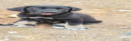 Mastín Español perros en venta: camada mastín español - Anuncio 3
