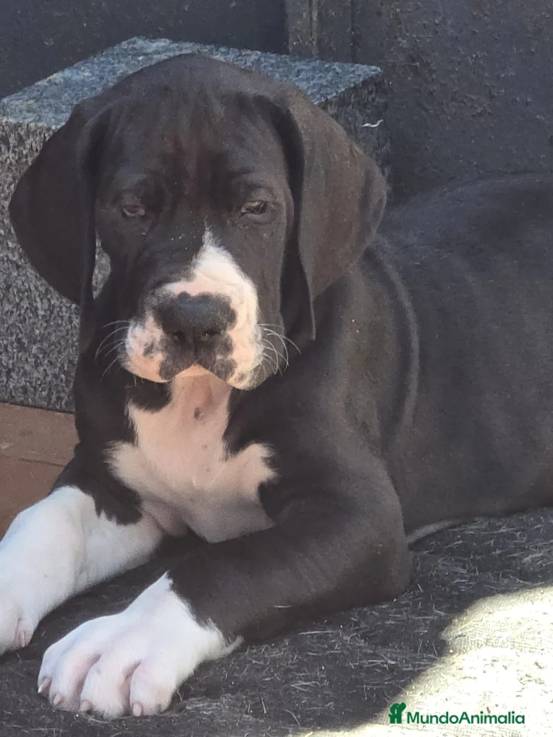 Dogo Alemán perros en venta: Dogo Aleman  - Anuncio 2
