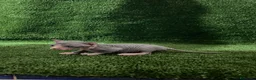 Sphynx gatos en venta: Sphynx  - Anuncio 11