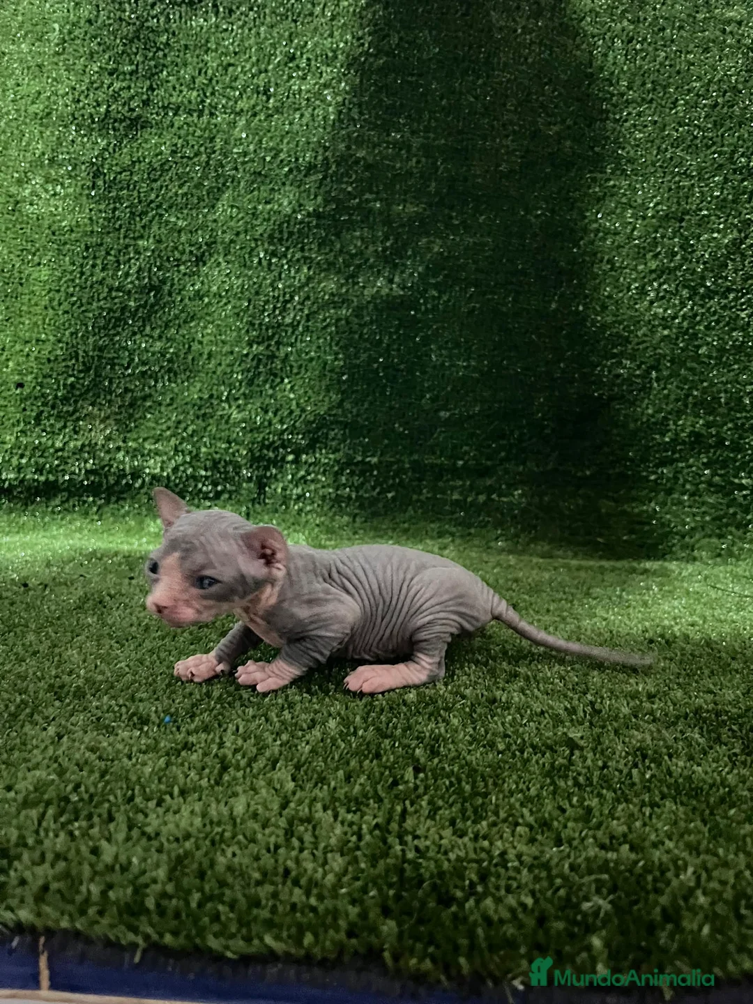 Sphynx gatos en venta: Sphynx  - Anuncio 11