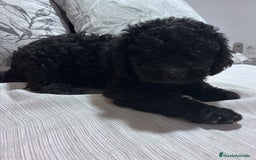 Perro de Agua Español perros en venta: cachorros de perro de agua Español - Imagen 5