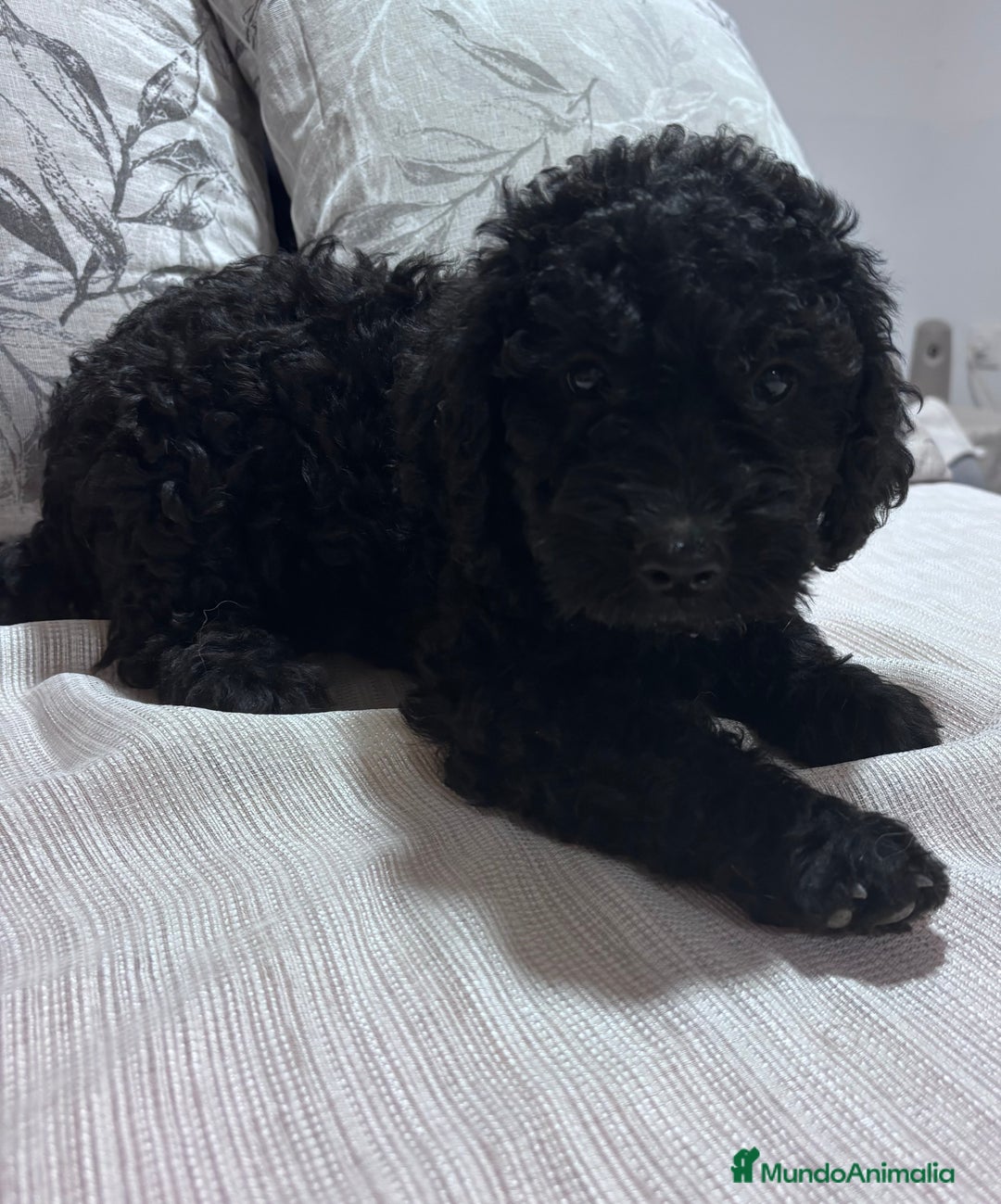 Perro de Agua Español perros en venta: cachorros de perro de agua Español - Imagen 5