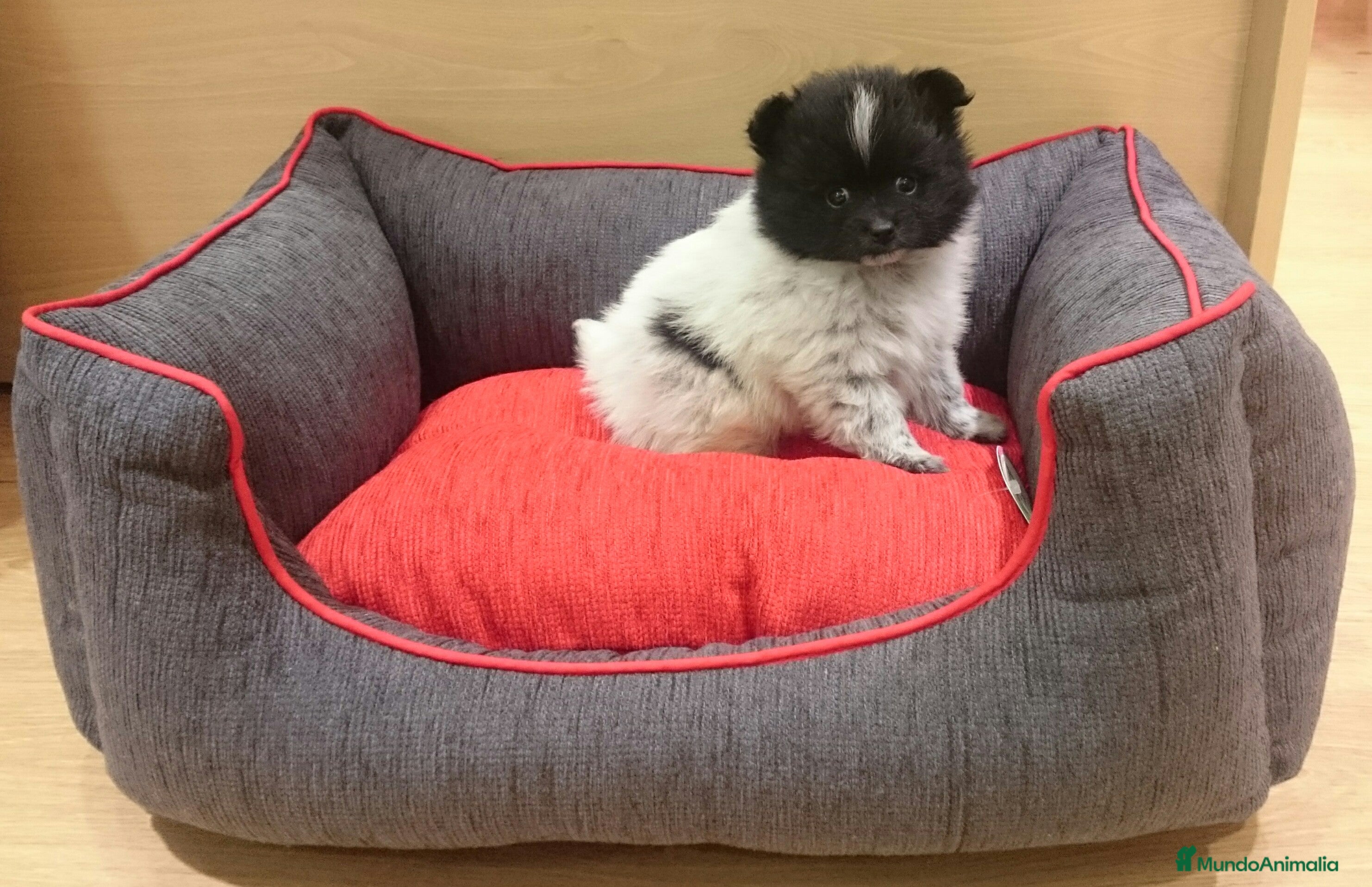 Pomerania perros Cachorros de Lulú de Pomerania en Barcelona - Anuncio 2