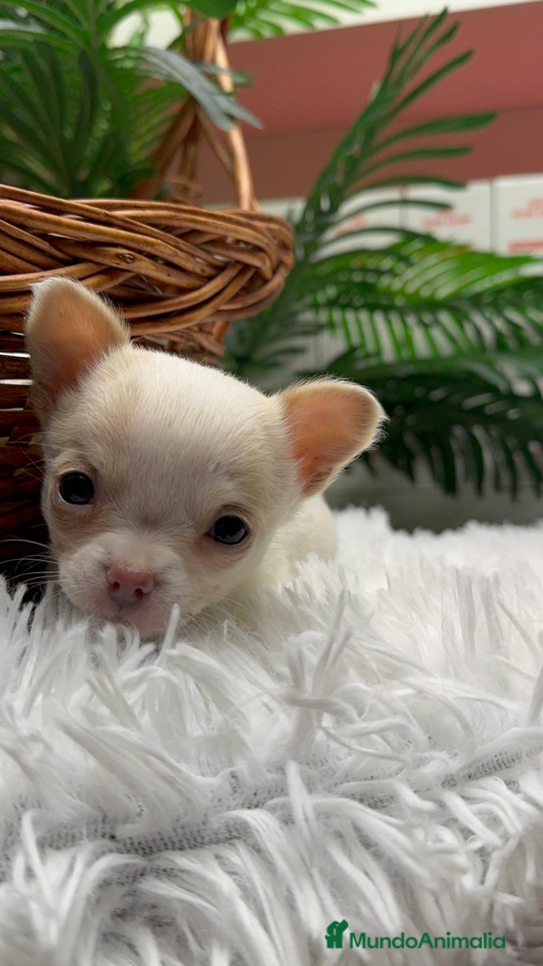 Chihuahua perros en venta: CHIHUAHUA  - Anuncio 10