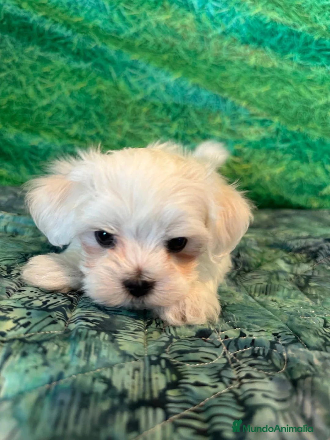 Bichón Maltés perros en venta: BICHON MALTES - Anuncio 3