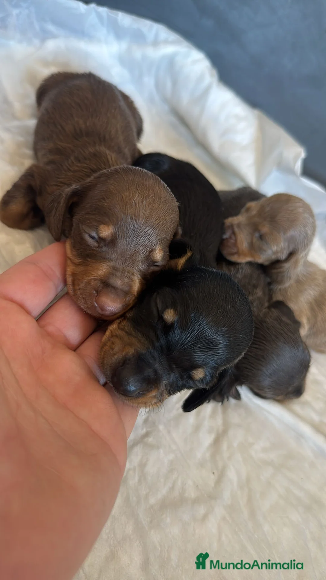 Teckel Miniatura perros en venta: Teckel kaninchen  - Anuncio 1