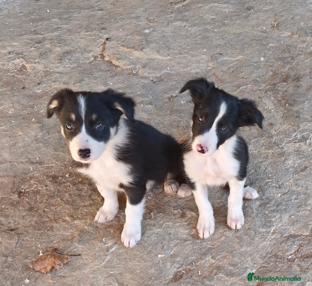 Border Collie perros en venta: Cachorros border collie! Blue merle - Anuncio 3