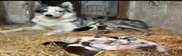 Border Collie perros en venta: Borde collie  - Anuncio 5