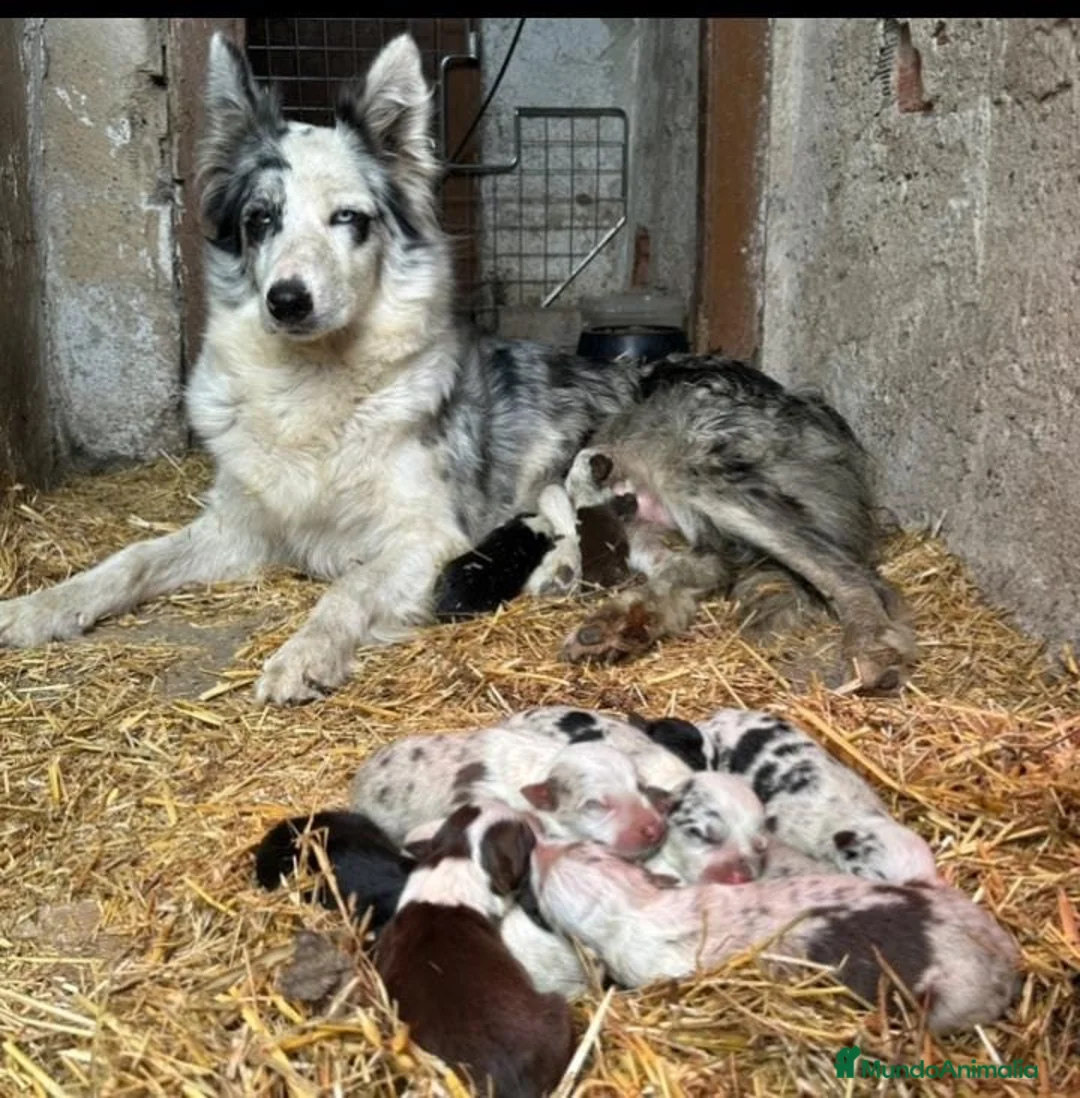 Border Collie perros en venta: Borde collie  - Anuncio 5