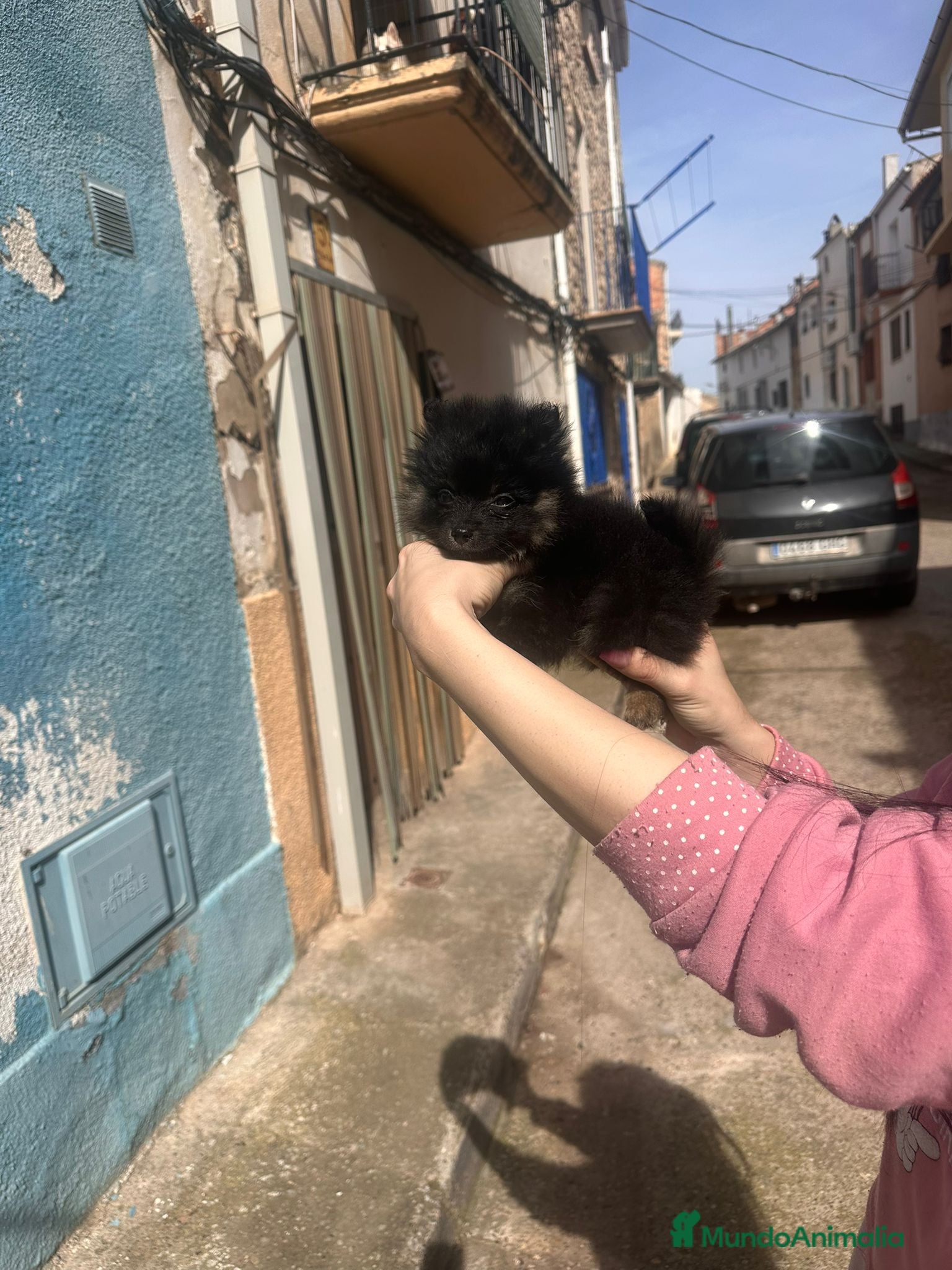 Pomerania perros Pomerania black  - Anuncio 12