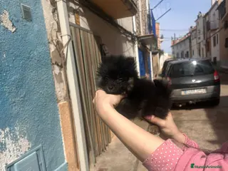 Pomerania perros Pomerania black - Anuncio 12