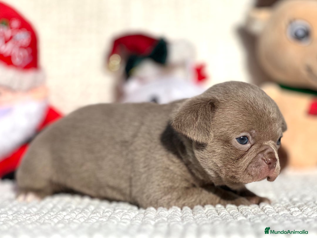 Chihuahua perros en venta: CHIHUAHUA LILAC LÍNEA RUSA - Anuncio 3