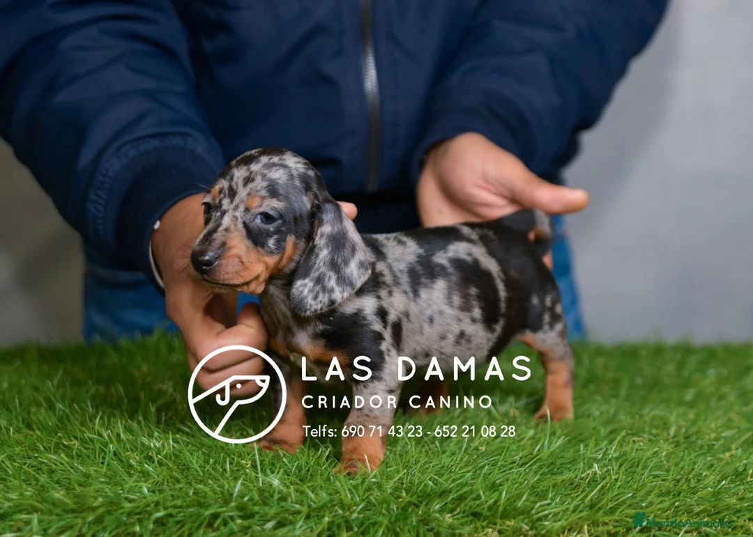 Teckel perros en venta: TECKEL DISPONIBLES - Anuncio 3