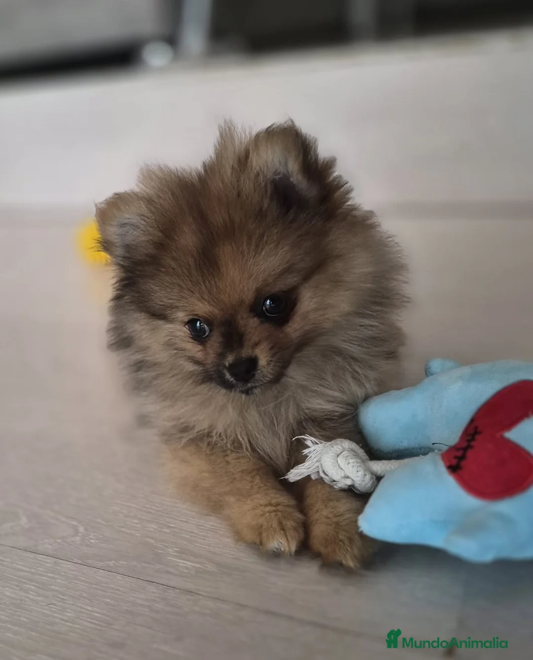 Pomerania perros en venta: Pomerania mini  - Anuncio 5
