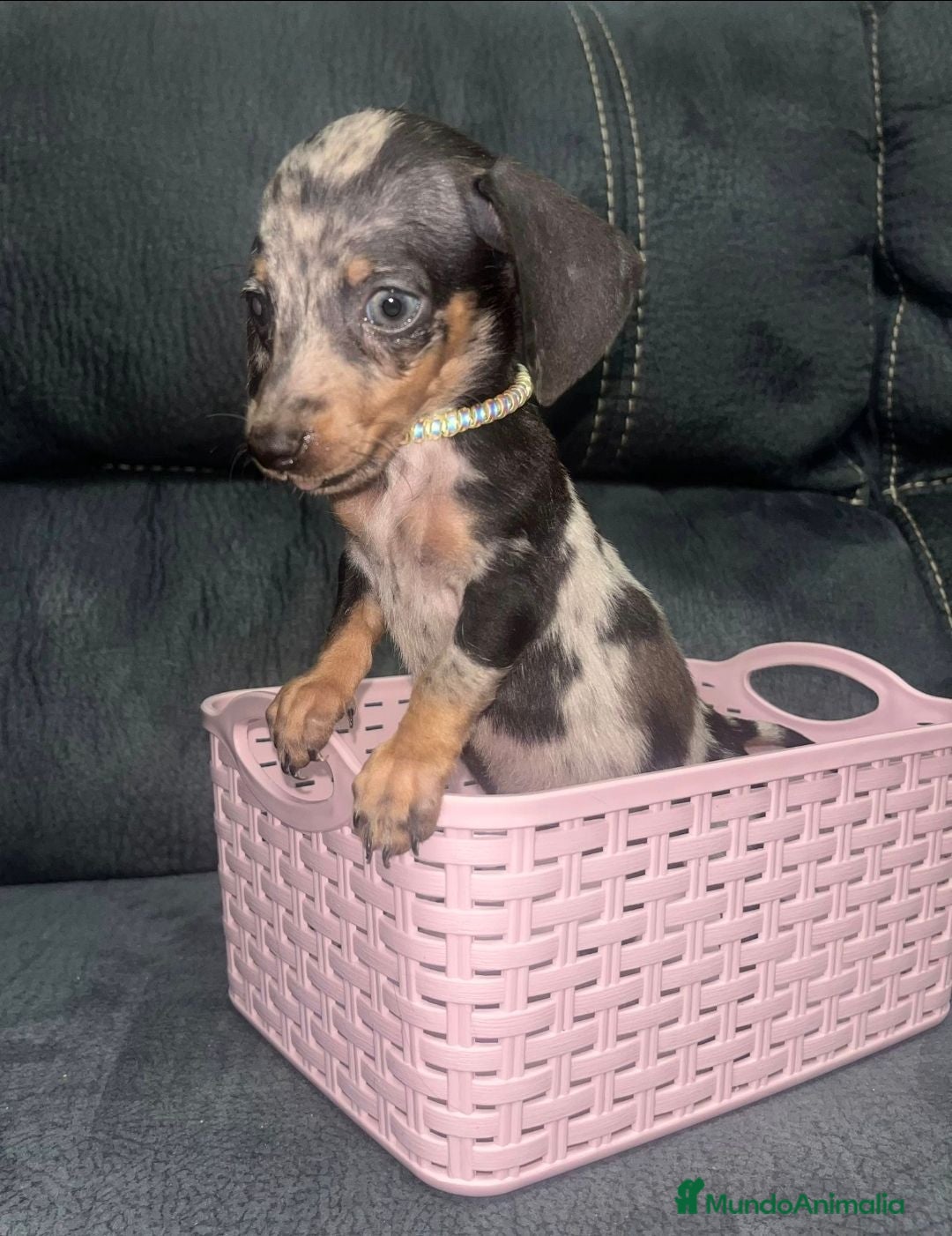 Teckel Miniatura perros Teckel kanichen  - Anuncio 1