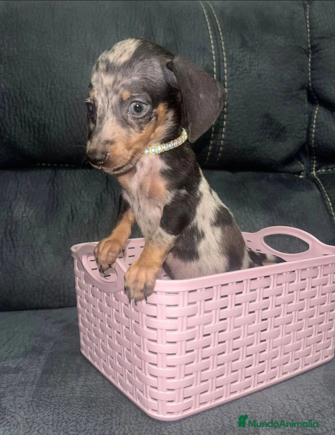 Teckel Miniatura perros en venta: Teckel kanichen  - Anuncio 1