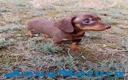 Teckel Miniatura perros en venta: Teckel Macho 2 de Lena AQUANATURA - Imagen 3
