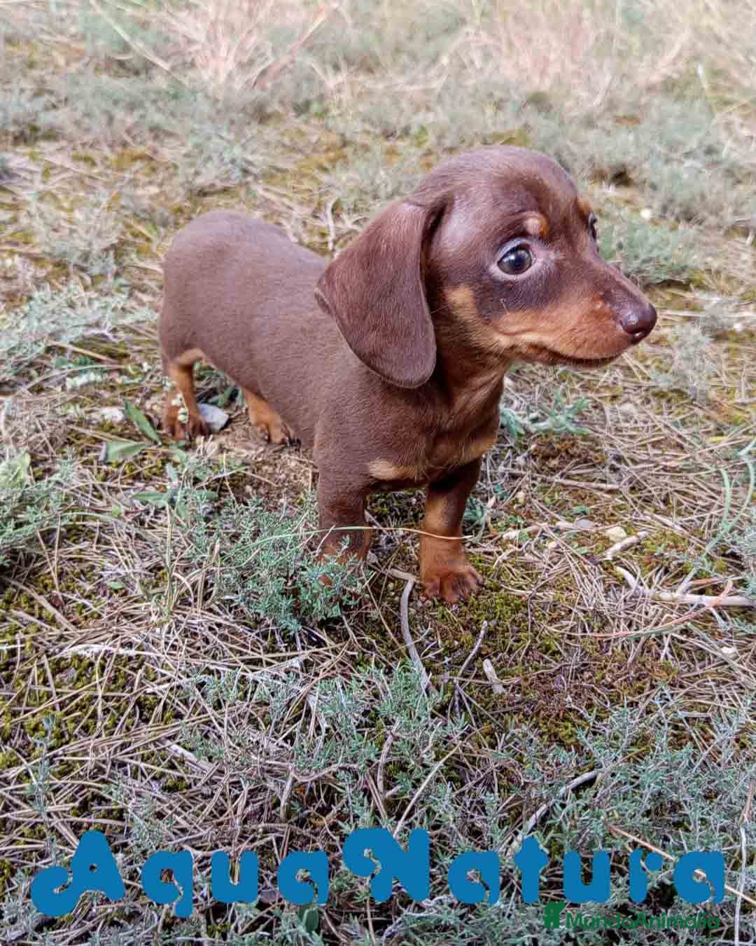 Teckel Miniatura perros en venta: Teckel Macho 2 de Lena AQUANATURA - Imagen 3