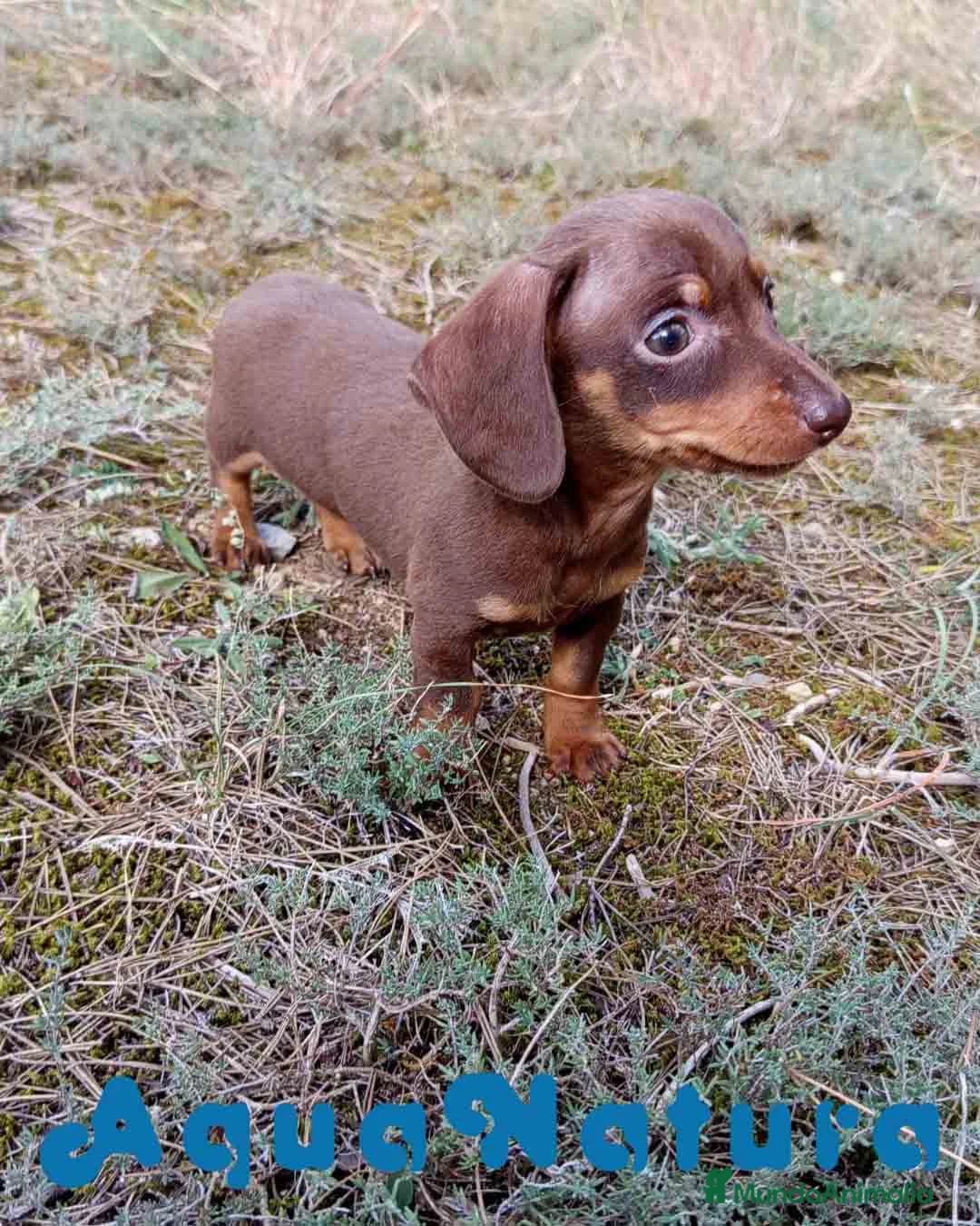 Teckel Miniatura perros en venta: Teckel Macho 2 de Lena AQUANATURA - Anuncio 3