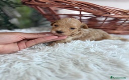 Caniche Toy perros en venta: CANICHE TOY MACHCO - Imagen 10