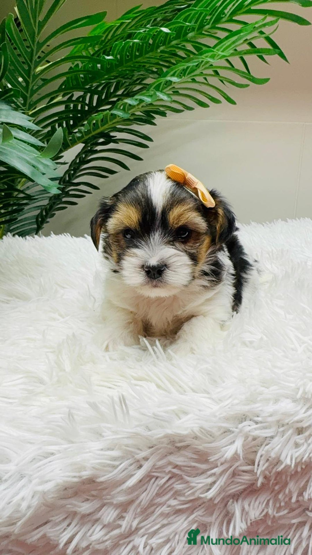 Yorkshire Terrier perros en venta: YORKSHIRE BIEWER MACHO - Anuncio 5