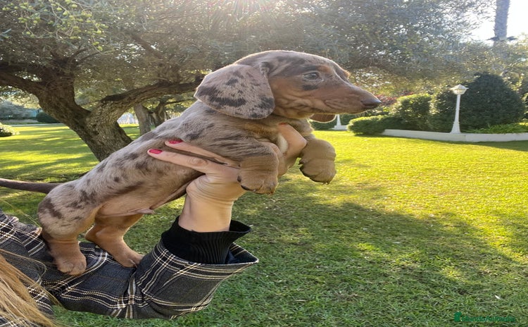 Teckel Miniatura perros Impresionantes Teckel miniaturas. 601144783 .  - Anuncio 2