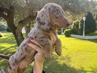 Teckel Miniatura perros - Anuncio 29