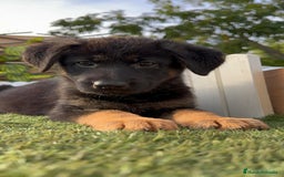 Pastor Alemán perros en venta: PASTOR ALEMAN HEMBRA - Imagen 4