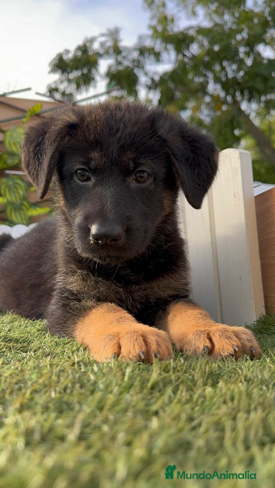 Pastor Alemán perros en venta: PASTOR ALEMAN HEMBRA - Imagen 4