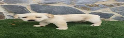 Labrador Retriever perros en venta: Labrador retriever  - Anuncio 7
