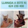 Chihuahua Cachorro 3