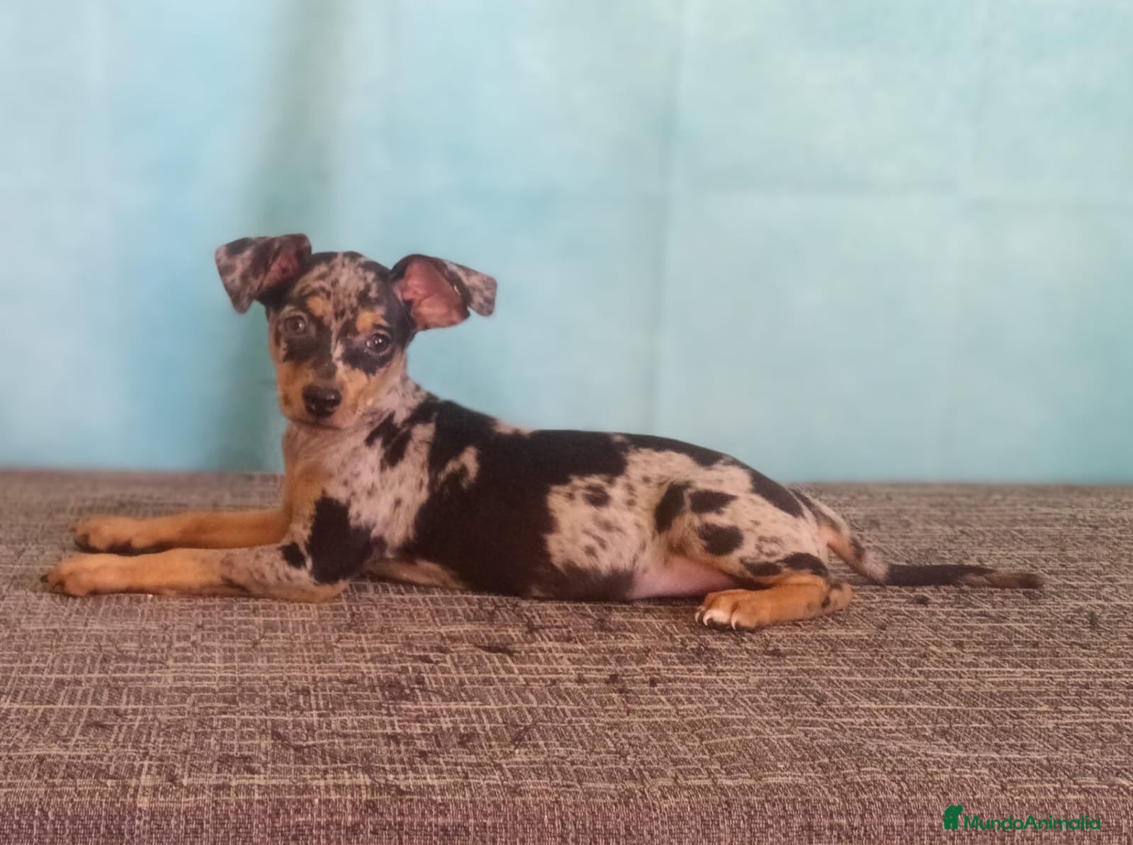 Pinscher Miniatura perros 🐾Preciosos Cachorros de Pinscher Miniatura🐶 - Anuncio 1